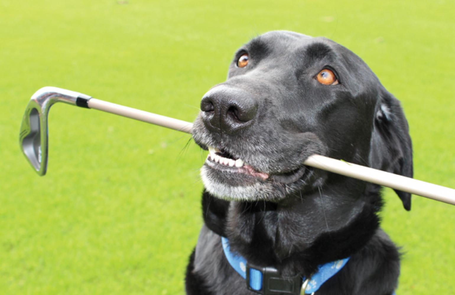 Putts for Pets - Swift Current SPCA
